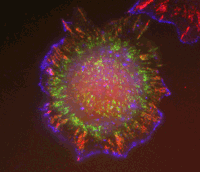 Rat Embryo